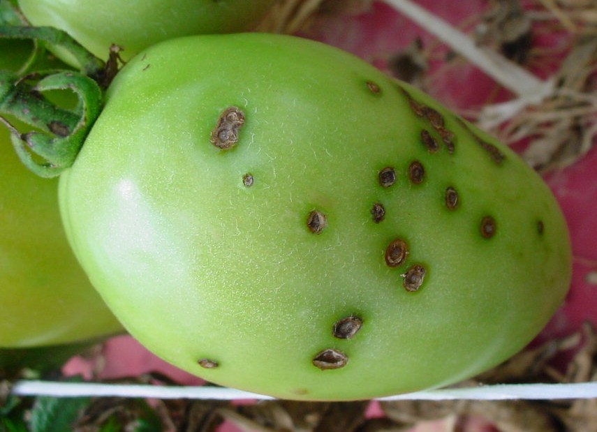 Plant Doctor / Tomato